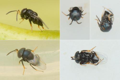 Cowperia areolata